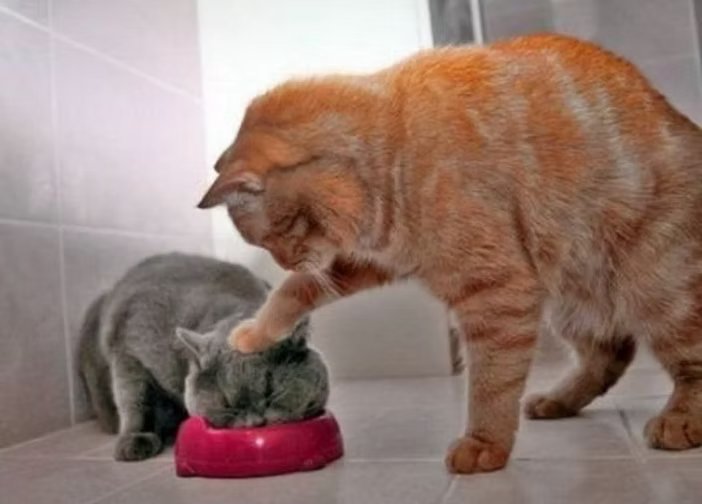 Um gato laranja empurra a cabeça de um gato cinza para dentro de uma tigela de comida