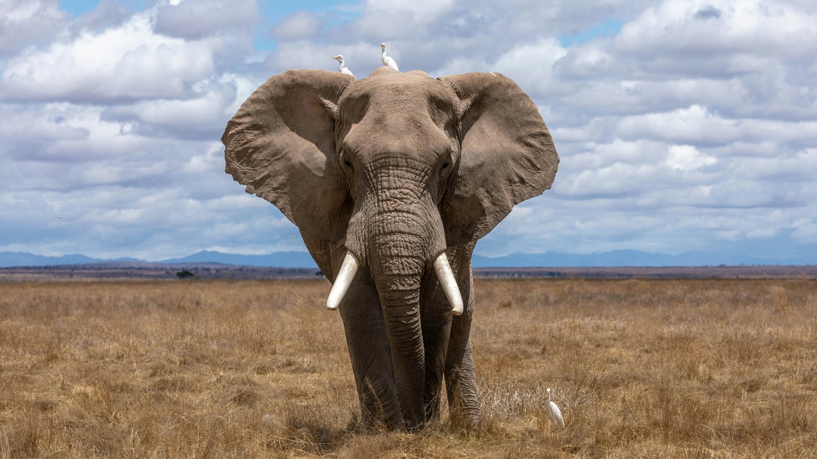 O elefante no meio da sala